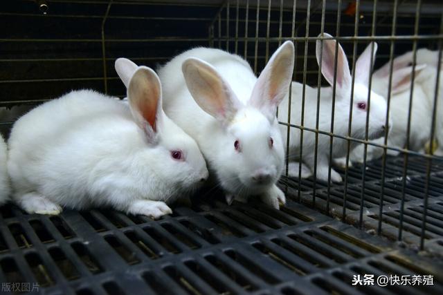 新手怎么养兔子，怎么养兔子繁殖最快