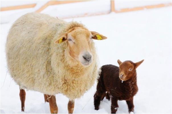 属羊人哪几个月出生更好，属牛冬天出生的人命比较苦吗