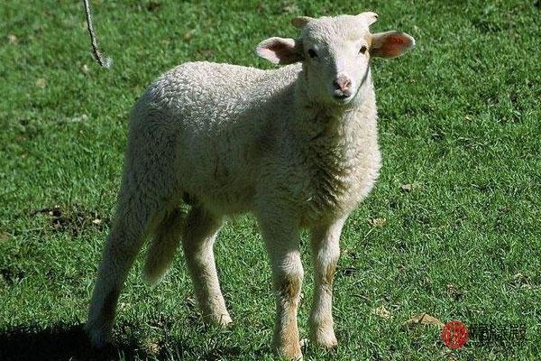 羊和羊婚配如何，羊的更佳婚配