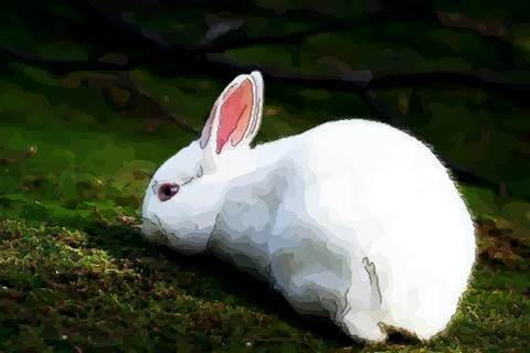 011年是金兔还是木兔，2011兔是什么命"