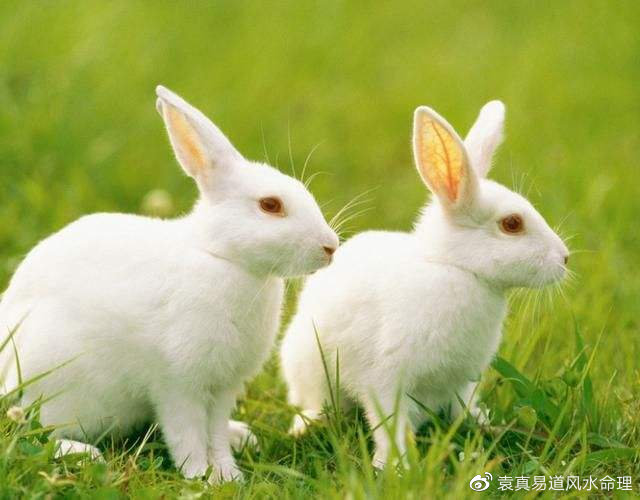 属兔农历六月出生命运如何，87年属兔34岁有一劫2022