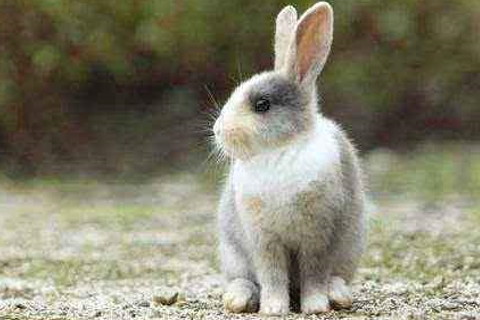 999年属兔几月出生好，1999年属兔人一生最旺谁"