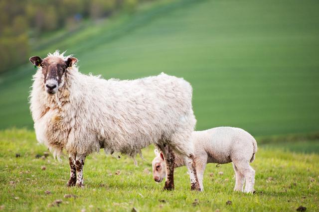 羊怎么人工配种，羊每天吃多少草料和饲料