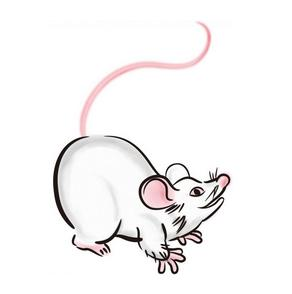 属鼠的几月出生命最苦，84年属鼠37岁有一灾2022