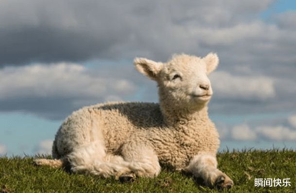 属羊最般配的属相，羊适合什么属相最配