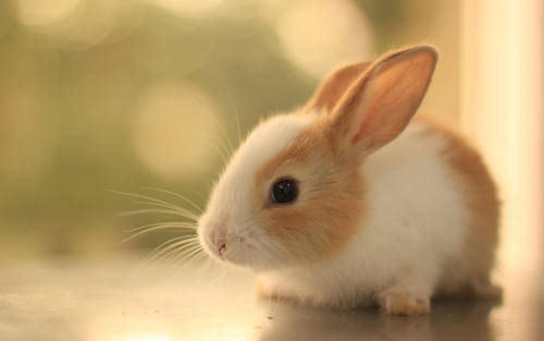 属兔之人生于几月比较好，属兔哪个月出生的人命更好