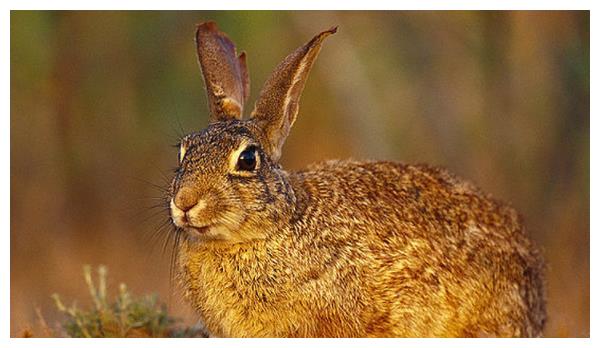 属兔出生年份查询，生肖属兔的今年多少岁
