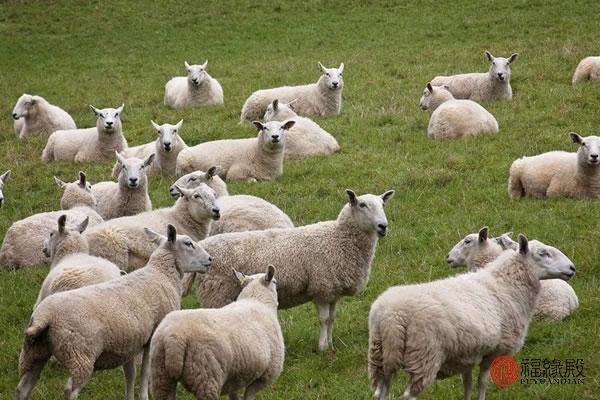 羊男配羊女婚姻好不好，男羊女羊适合在一起吗