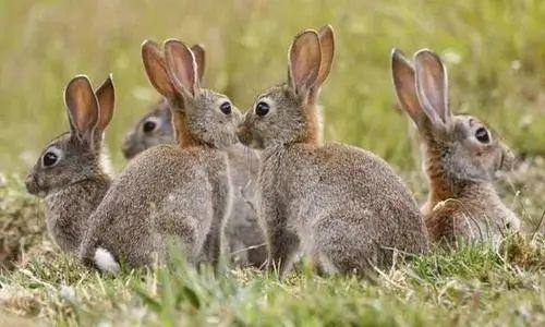 女属兔子的命运，属兔子的出生年份