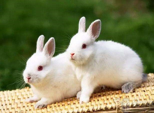 哪些年出生的人属兔，1987年属兔是什么命