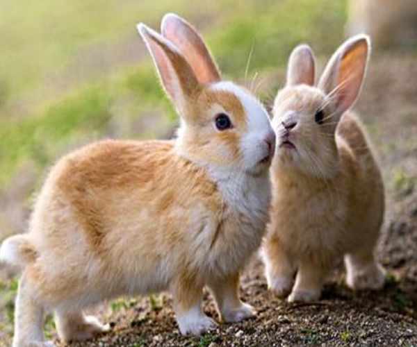 属兔的人和什么属相的不和，属兔的不能和什么属相在一起