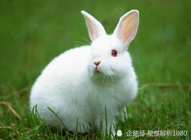 987年的兔几月份出生好，1987年的兔女在2022