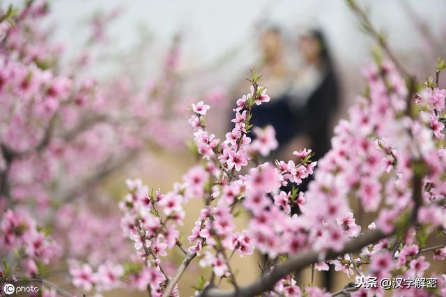 人为什么突然走桃花运，怎么判断自己的桃花运