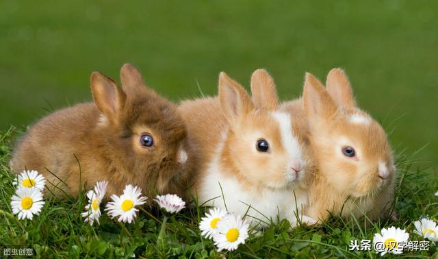 属兔的是什么生肖，十二生肖年什么兔