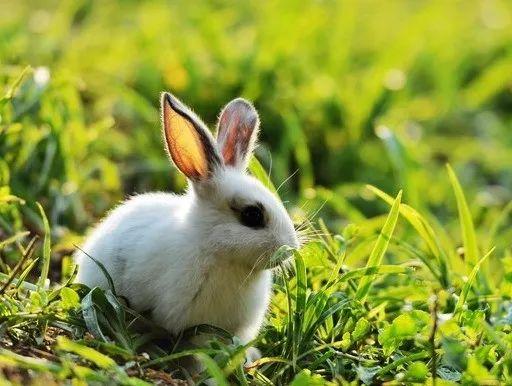 属兔的和什么属相最合财，兔跟什么相合