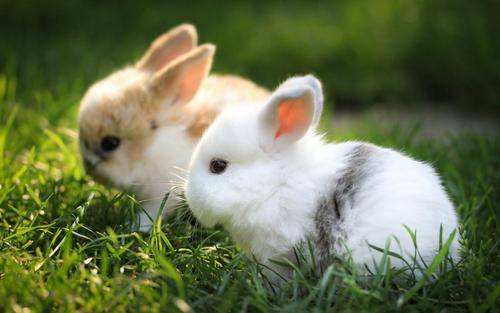 属兔之人生于几月比较好，属兔哪个月出生的人命更好