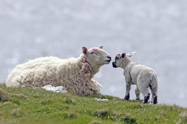 羊怎么人工配种，羊每天吃多少草料和饲料