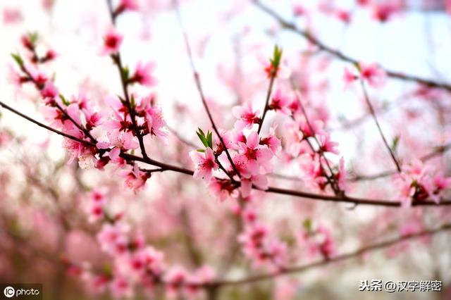 人为什么突然走桃花运，怎么判断自己的桃花运