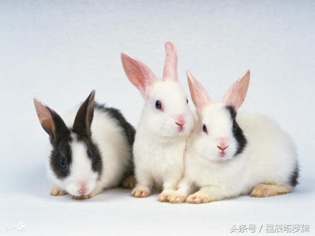 1岁属兔的是哪年出生的，生肖属兔的出生年份"