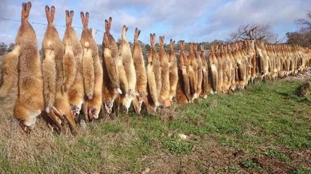 澳洲兔灾怎么解决，澳大利亚野兔成灾是真的吗