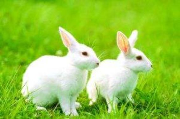 5年属兔今年多大，75年属兔今年多大岁了"