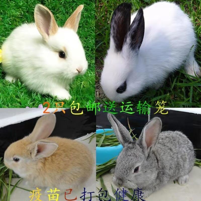 动物兔子8年多少岁，兔子3个月有多大图片