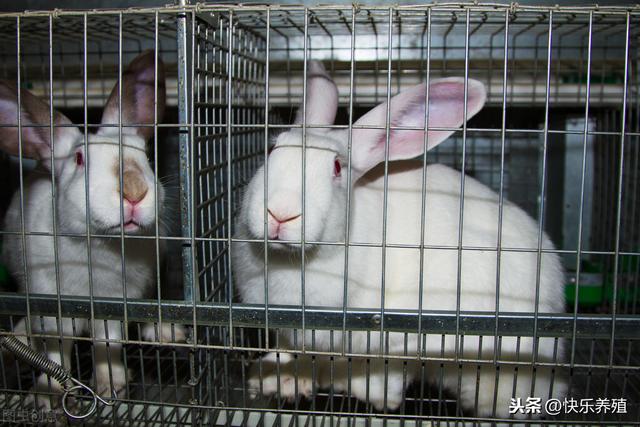 种兔一年可以繁殖多少只兔子，那种兔子产仔多