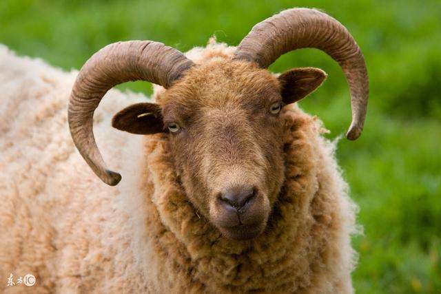 属羊的六个合贵人是啥生肖，属羊的六个合贵人2022 年