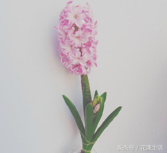 养什么花可以增加桃花运，招桃花家里养什么花