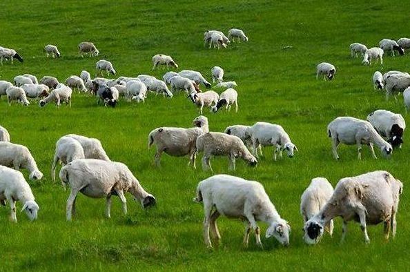 属羊虚岁多大最小，属羊的2022 虚岁多大