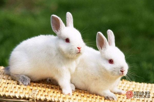 7年属兔跟什么属相最合适，87属兔二次婚姻在几岁"