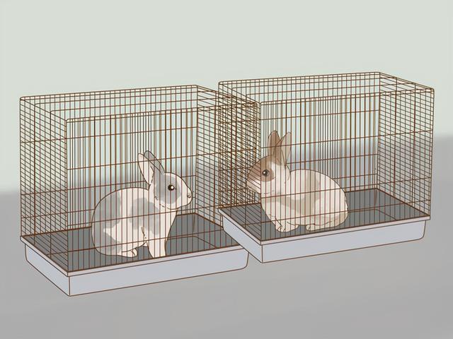 判断兔子的年龄，兔子标准体重与年龄表