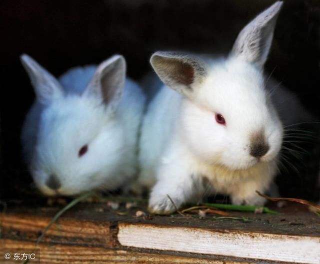 属兔的出生于哪年，生肖兔和什么生肖最配