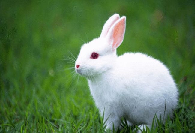 属兔的人今年多少岁，87年属兔2022 年多大年龄
