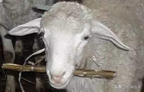 日羊有什么办法让羊不动，为什么会长痘痘