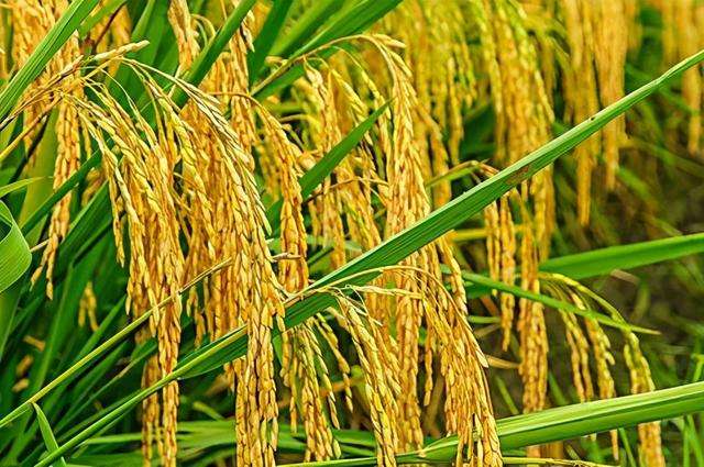 杂交种是转基因吗，杂交水稻其实就是转基因