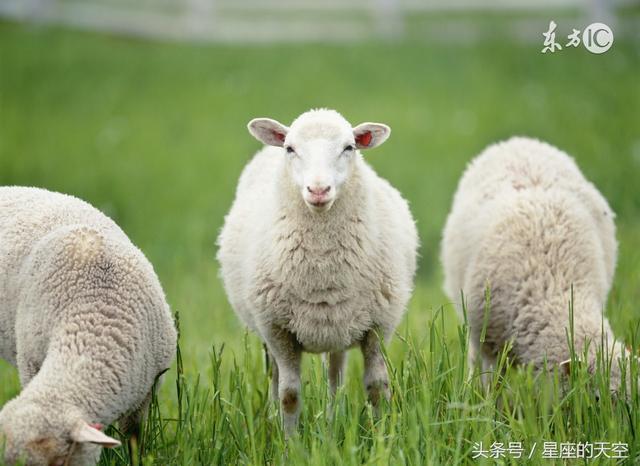 请问属羊的配什么属相更好，属羊和什么属相合