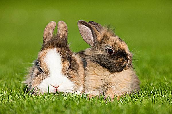 生肖兔的更佳配偶，兔的配偶属什么最合适