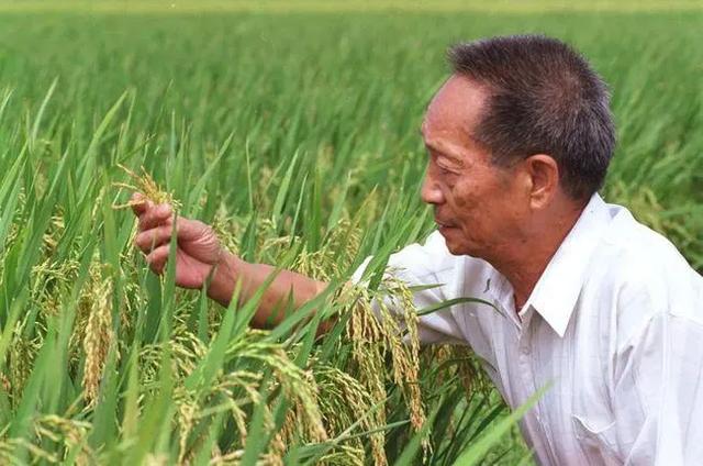 杂交种是转基因吗，杂交水稻其实就是转基因