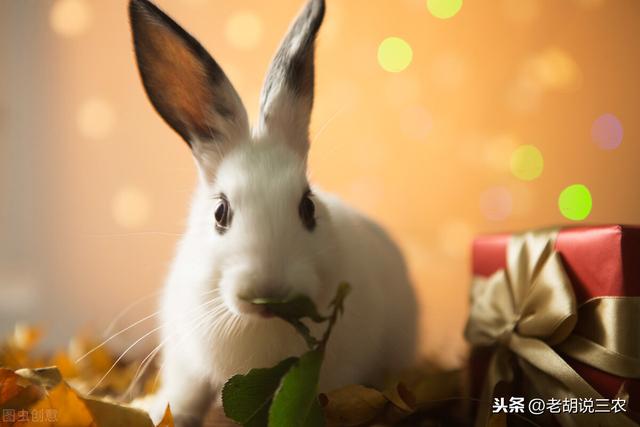 属兔的今年有什么灾难，属兔十一月出生的婚姻
