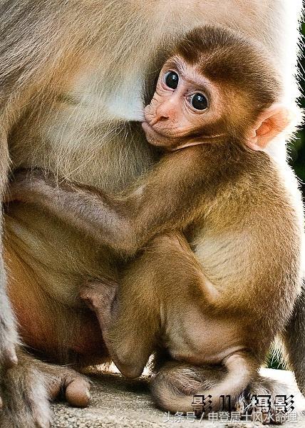 两个属猴的在一起合不合，夫妻都属猴能过到老吗