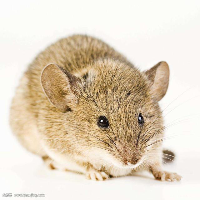 鼠与鼠婚配是否合适，属鼠的和什么属相最配