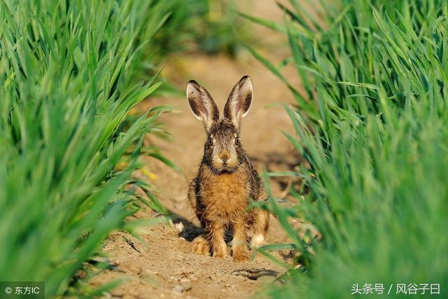 987年兔子的运势如何，87年属兔34岁有桃花劫"