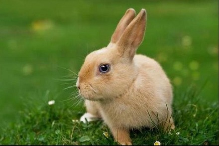 属兔的人今年多少岁，87年属兔2022 年多大年龄