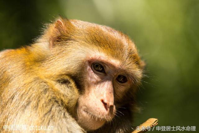 两个属猴的在一起合不合，夫妻都属猴能过到老吗