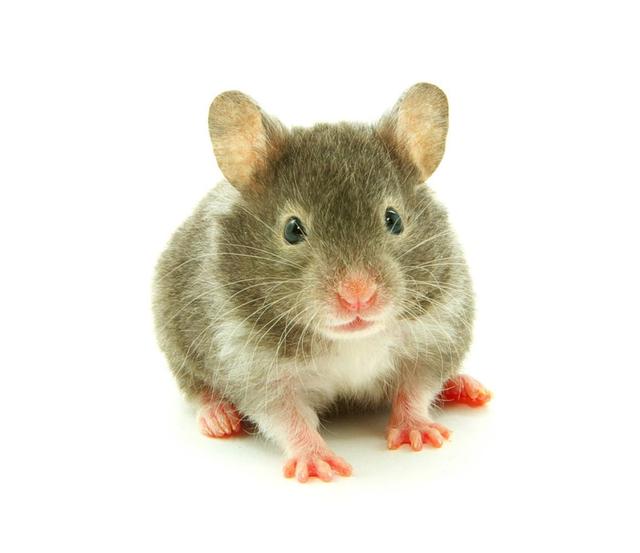 鼠与鼠婚配是否合适，属鼠的和什么属相最配