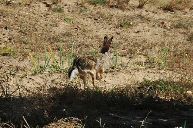 放养野兔的养殖技术，兔子在果园散养 ***
