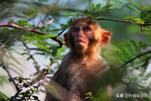 经常出轨的三个生肖男，属羊人会出轨吗