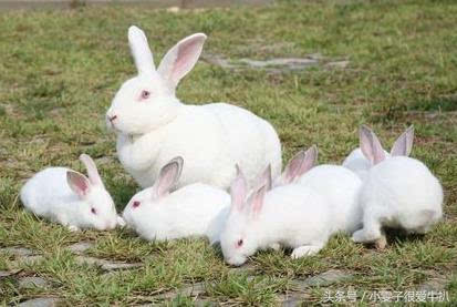 属兔人的更佳婚配属相，87属兔和88属龙不合吗