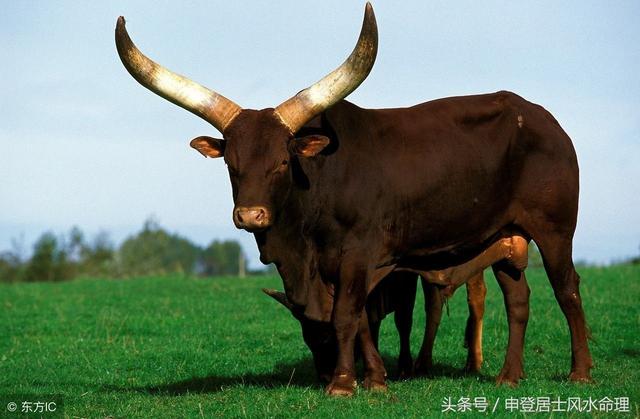 属牛36岁是什么命，85属牛的36岁后的运气